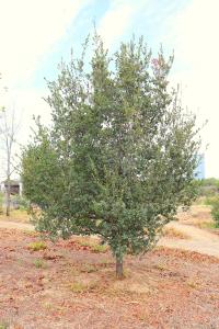 Quercus sebifera image