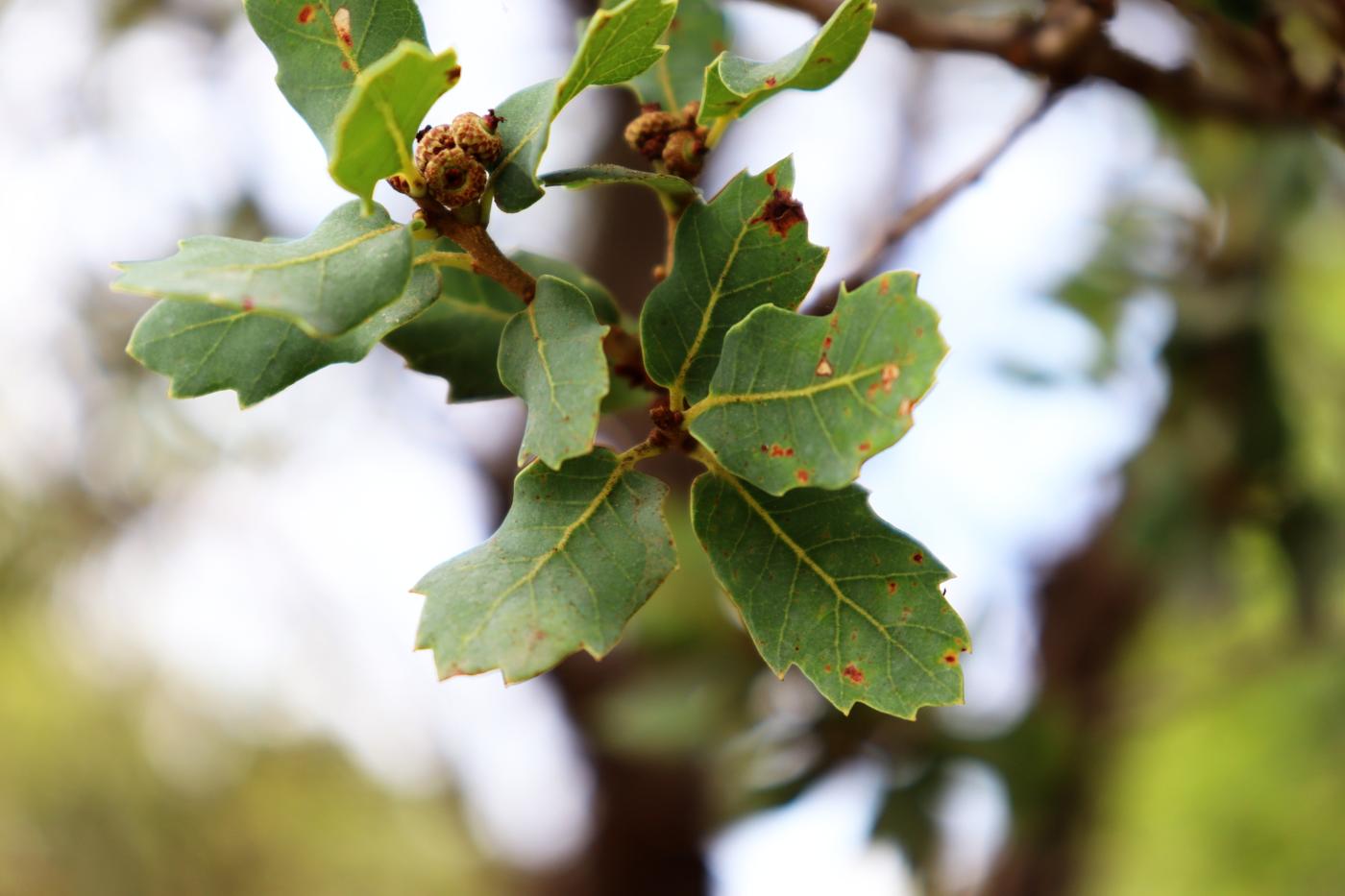 Quercus sebifera image