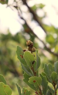 Quercus sebifera image