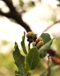 Quercus sebifera image