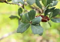 Quercus sebifera image