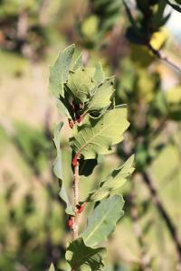 Quercus sebifera image