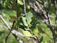 Quercus sebifera image