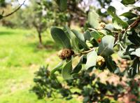 Quercus sebifera image