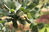 Quercus sebifera image