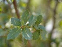 Quercus sebifera image