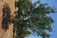 Quercus sebifera image
