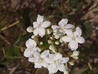 Cnidoscolus rostratus image