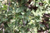 Quercus microphylla image