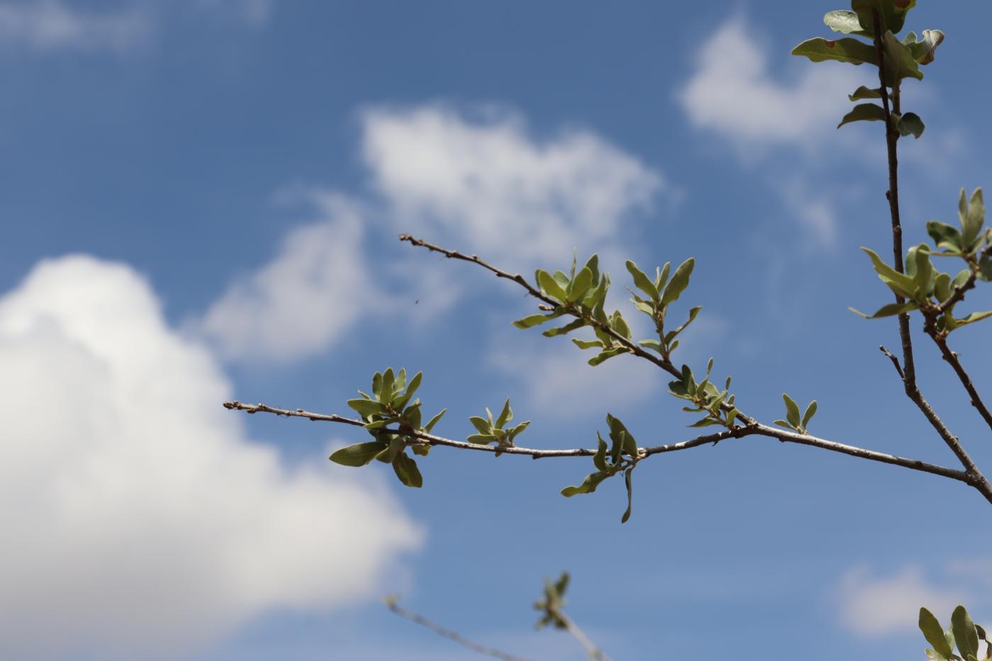 Quercus microphylla image