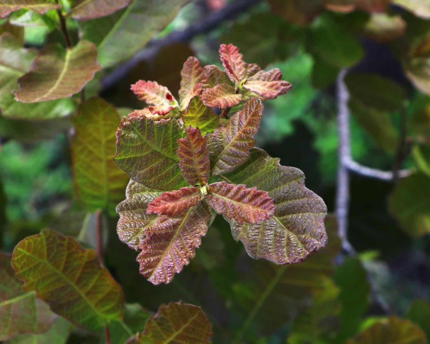 Quercus laeta image