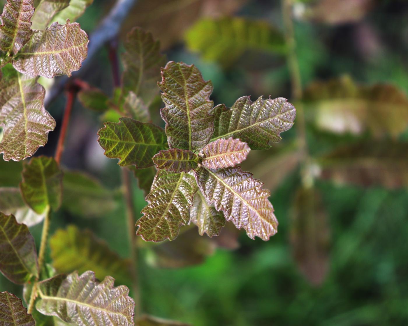 Quercus laeta image