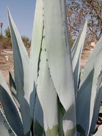 Agave americana image