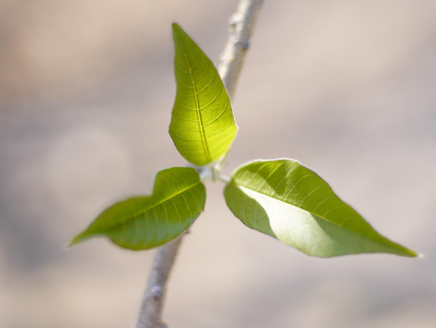 Ipomoea murucoides image
