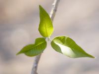 Ipomoea murucoides image