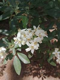 Choisya ternata image