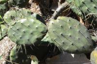 Opuntia decumbens image