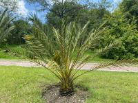 Phoenix dactylifera image