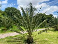 Phoenix dactylifera image