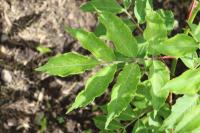 Sambucus canadensis image