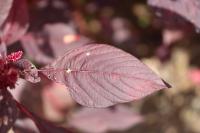 Ricinus communis image