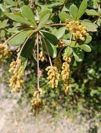 Bucida buceras image