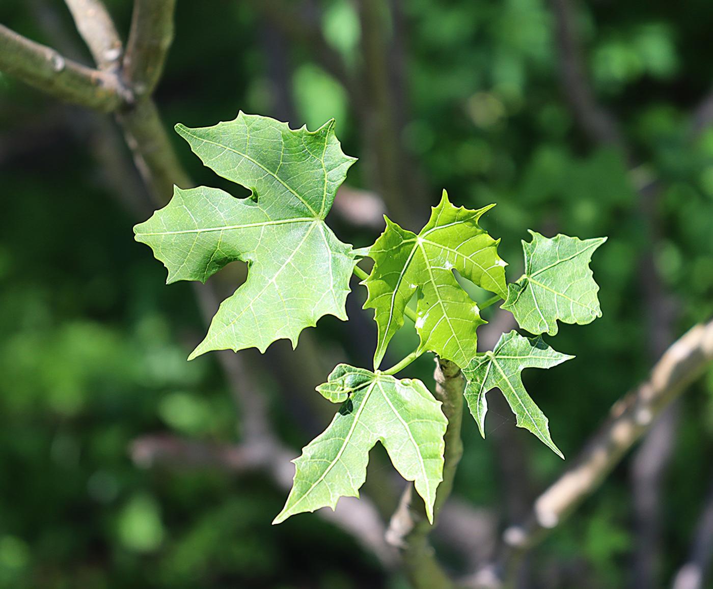 Cnidoscolus aconitifolius image