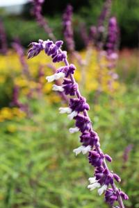 Salvia leucantha image