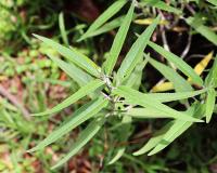 Salvia leucantha image