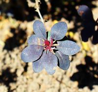 Berberis thunbergii image