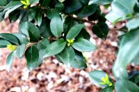 Ligustrum japonicum image