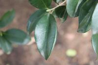 Ligustrum japonicum image