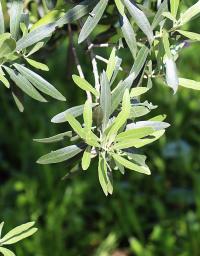 Olea europaea image