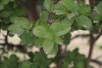 Lagerstroemia indica image