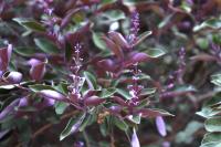 Vitex trifolia image