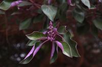 Vitex trifolia image