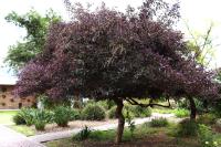 Vitex trifolia image