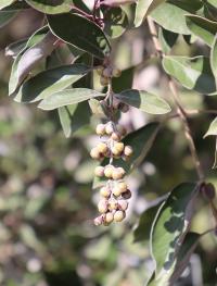 Vitex trifolia image