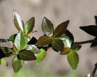 Abelia × grandiflora image