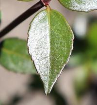 Abelia × grandiflora image