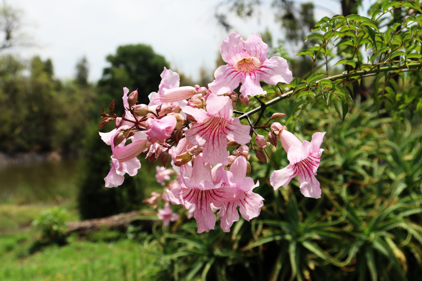 Podranea ricasoliana image