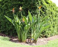 Strelitzia reginae image