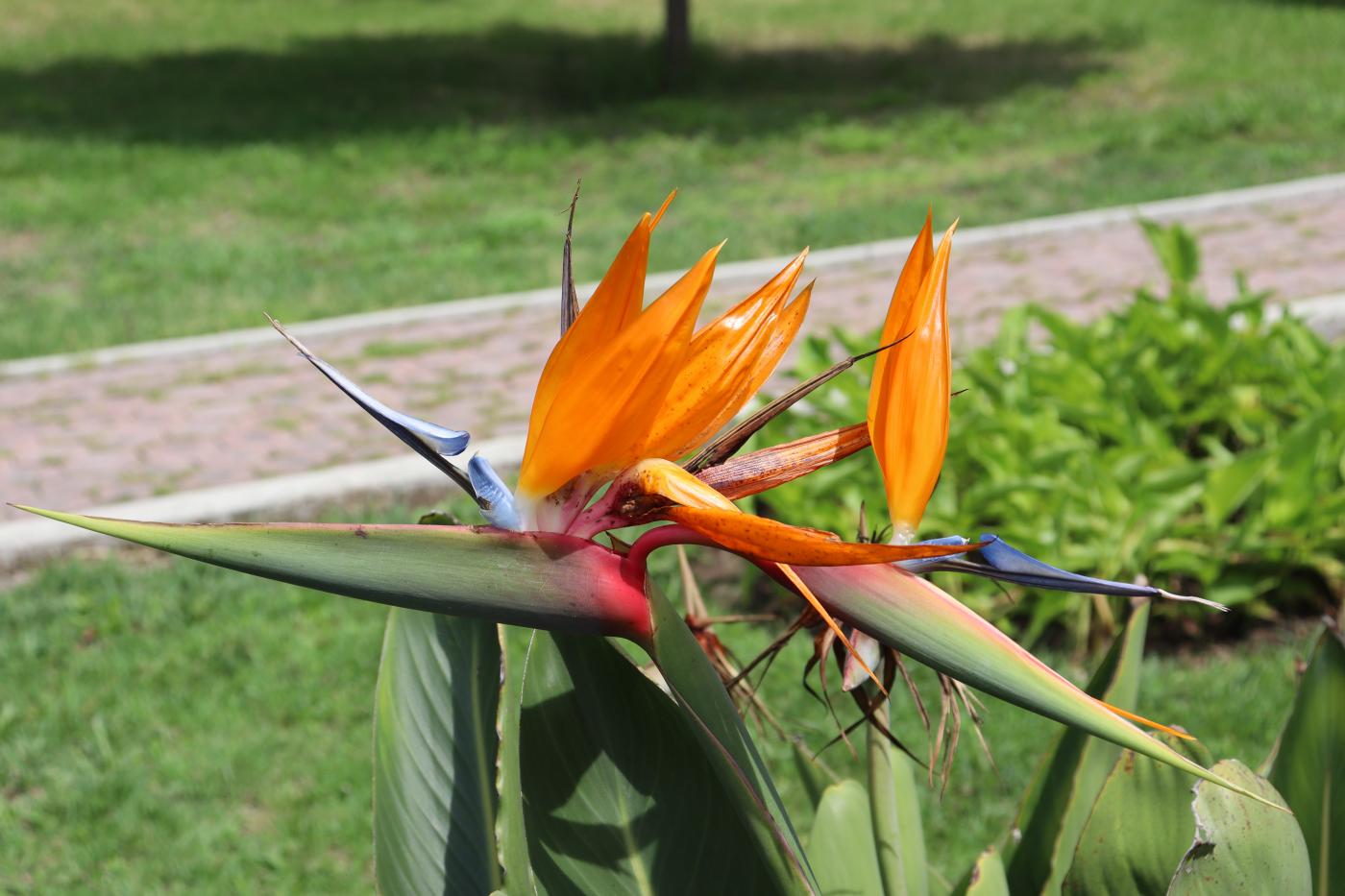 Strelitzia reginae image