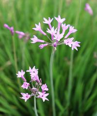 Tulbaghia violacea image