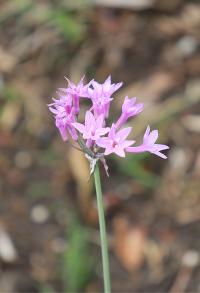Tulbaghia violacea image