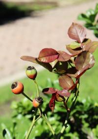 Psidium cattleyanum image