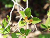 Psidium cattleyanum image