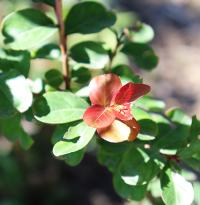 Lagerstroemia indica image