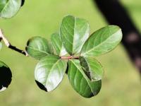 Lagerstroemia indica image