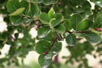 Lagerstroemia indica image